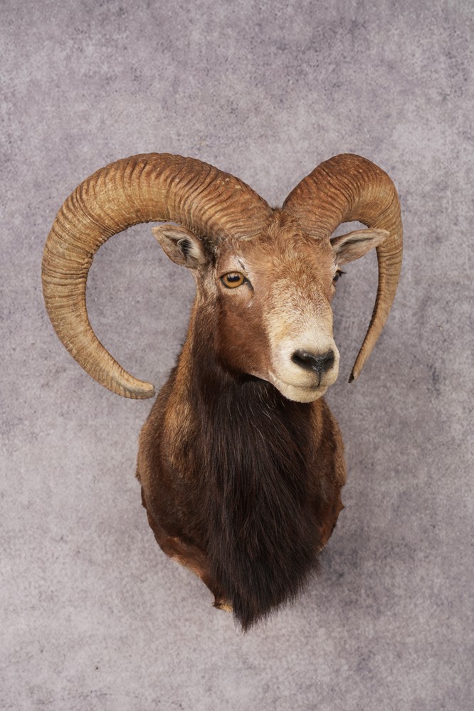 Mouflon Sheep SKU 3237