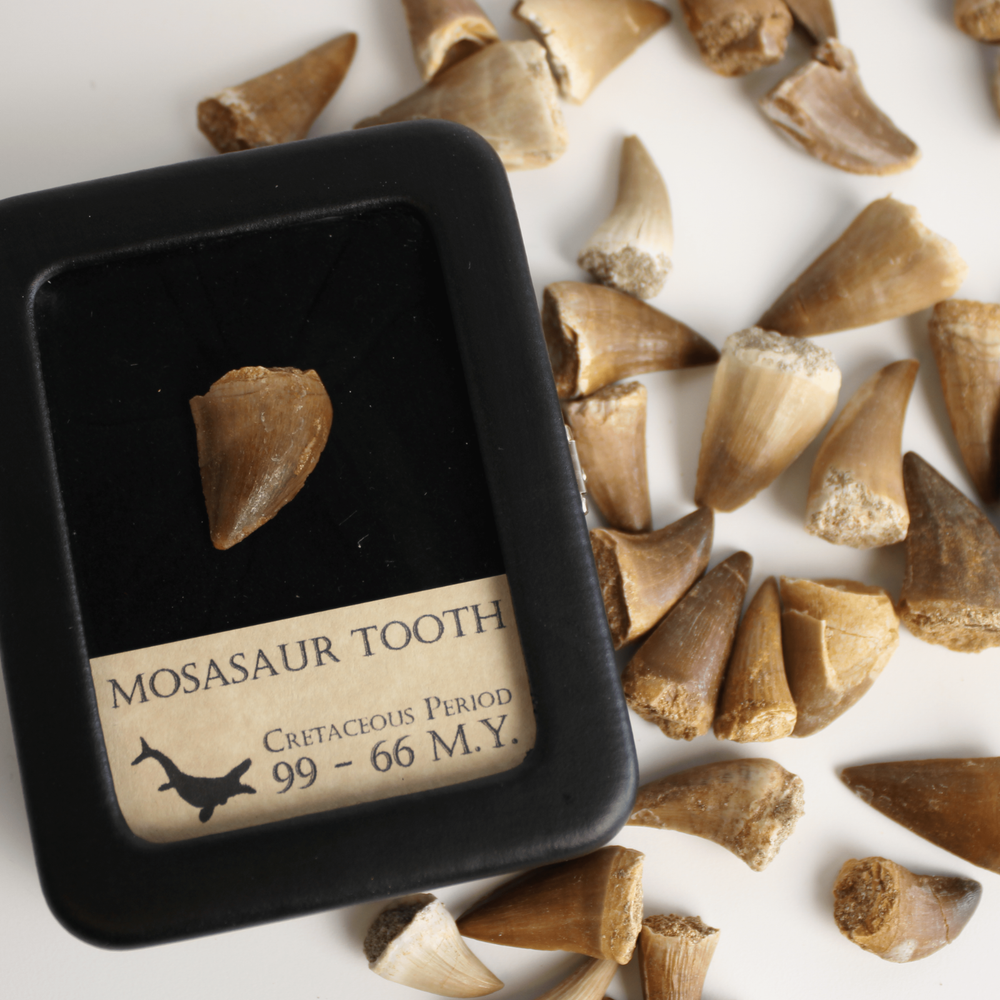 Mosasaur Tooth - With Beautiful Display Case
