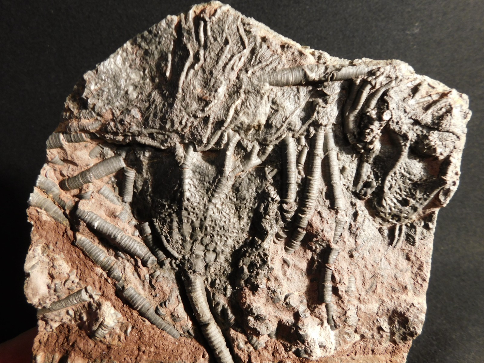 LARGER! 430 Million Year Old! CRINOID Fossil or Sea LILY Fossil Morocco 1221gr