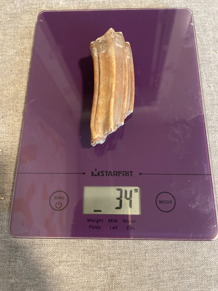 ice age horse tooth