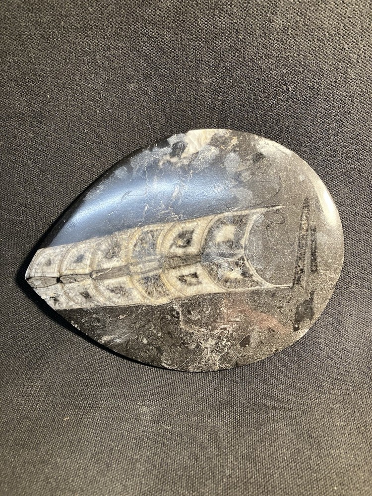Fossil, Primitive Cuttlefish,Morocco. Polished.