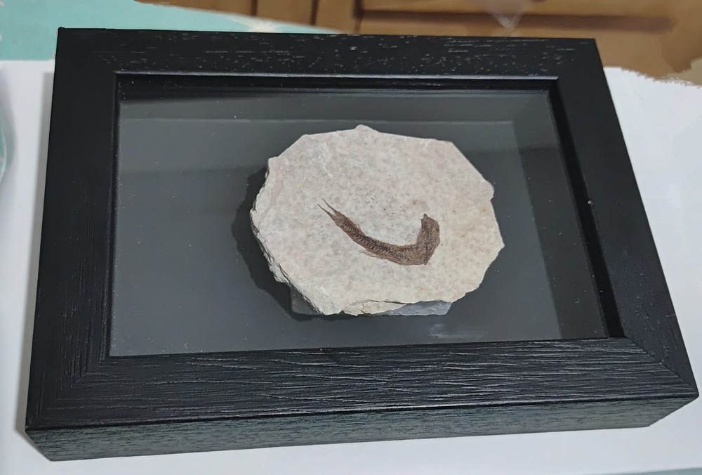 Knighting Fish Fossil In A Frame
