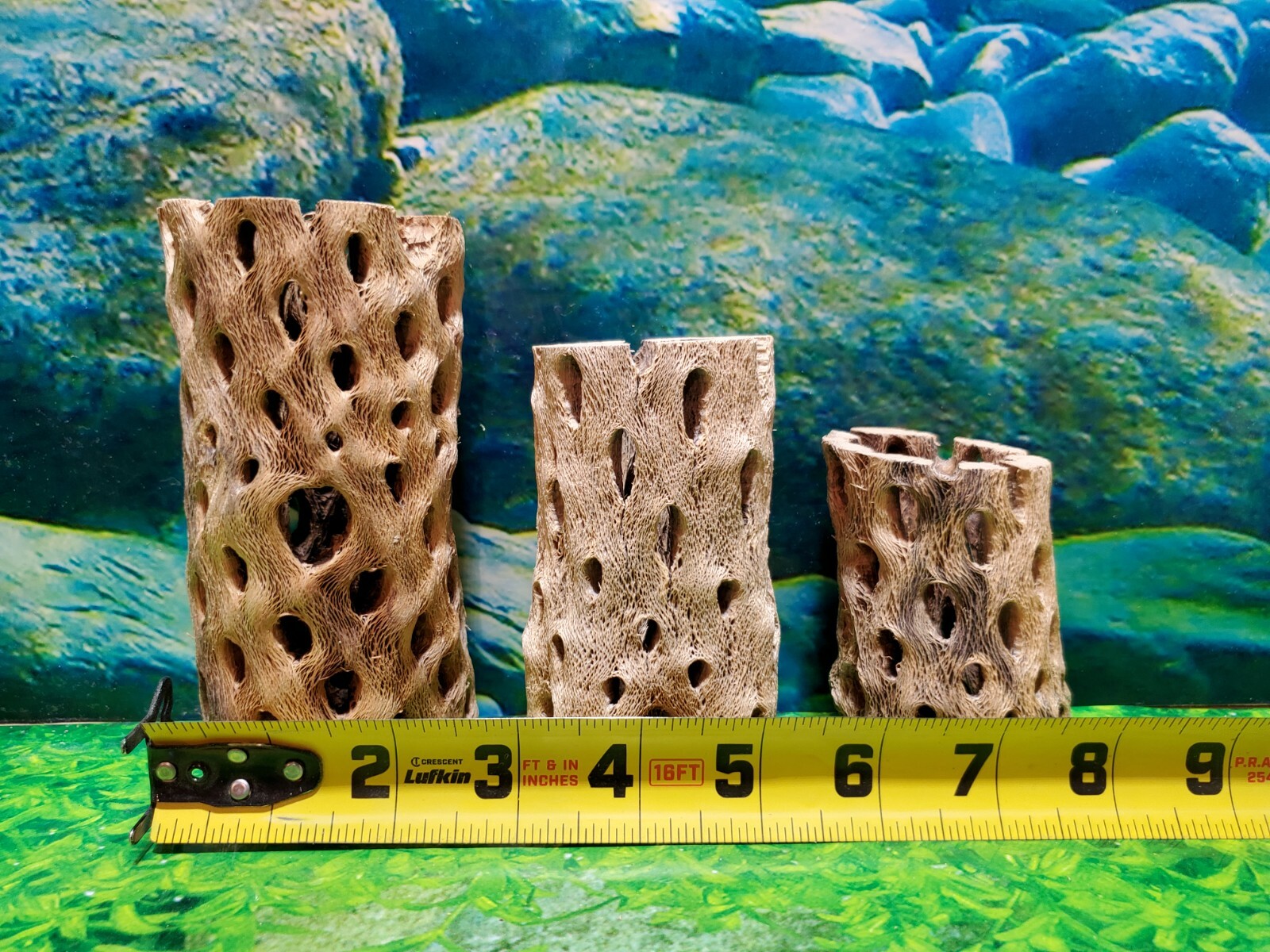 TEDDY BEAR CHOLLA Wood | 3 pcs, 3 sizes | Nice Air Plant Display Stands | Crafts