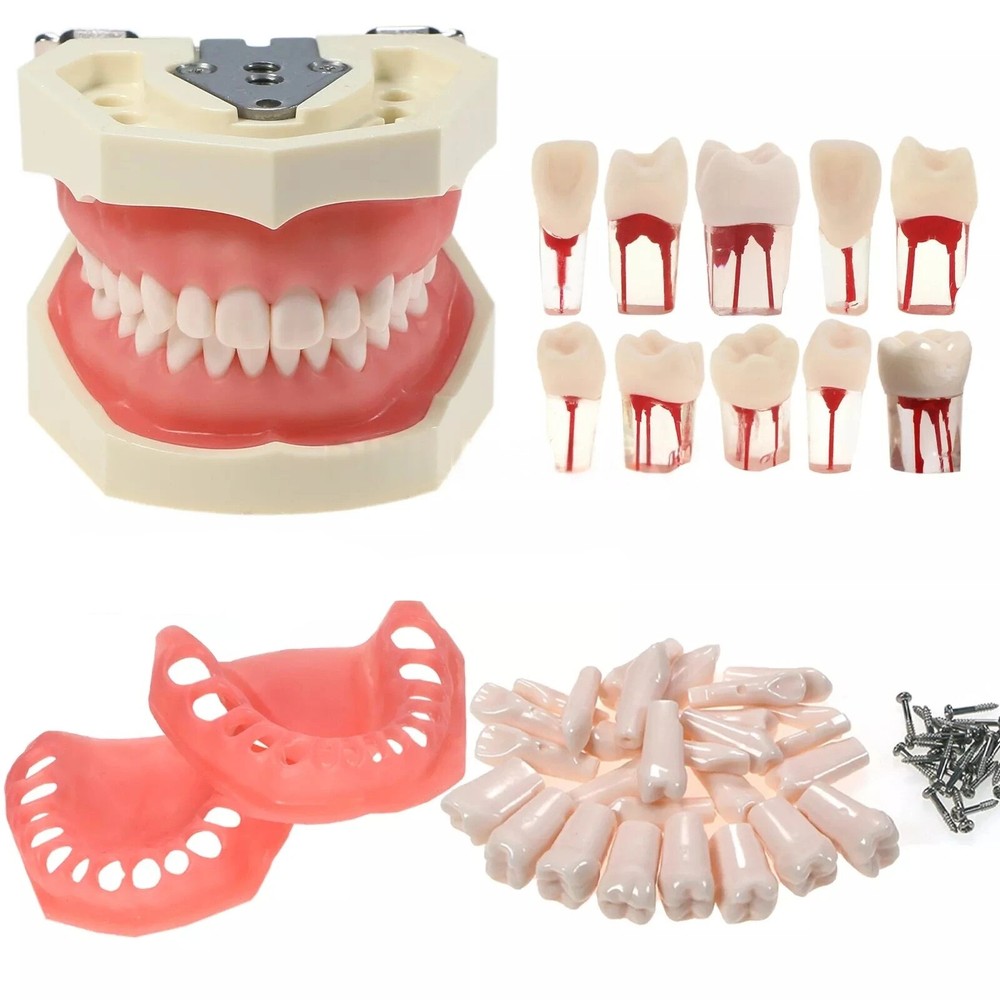 Dental Endo Root Canal Practise Typodont 28Pcs Teeth Model for Pulp Study RCT