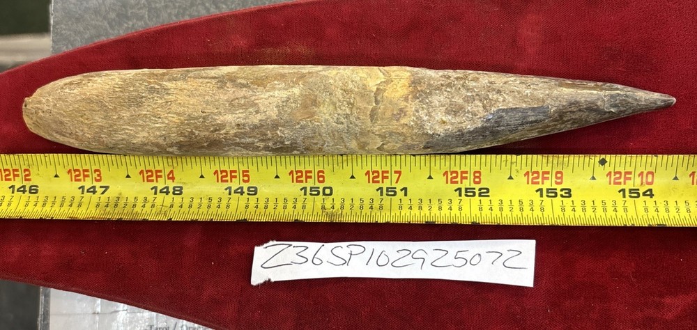 Authentic 8.5” Spinosaurus Tooth Fossil