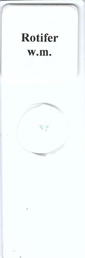 Rotifers w.m. Microscope Slide
