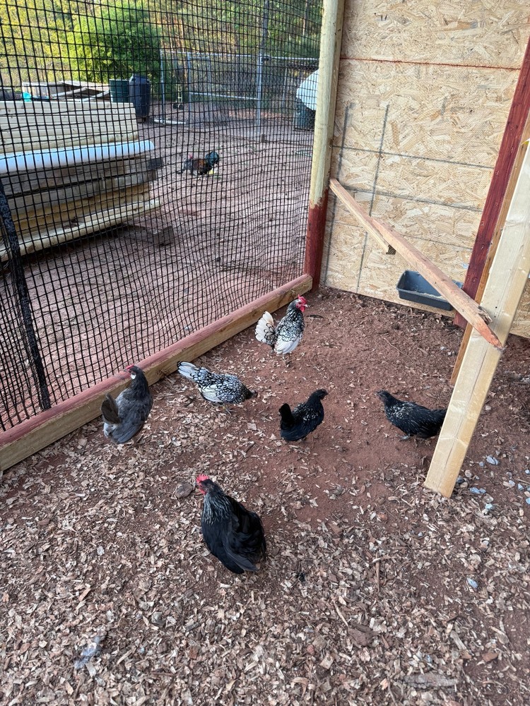 12 Fertile Serama Chicken Hatching Eggs