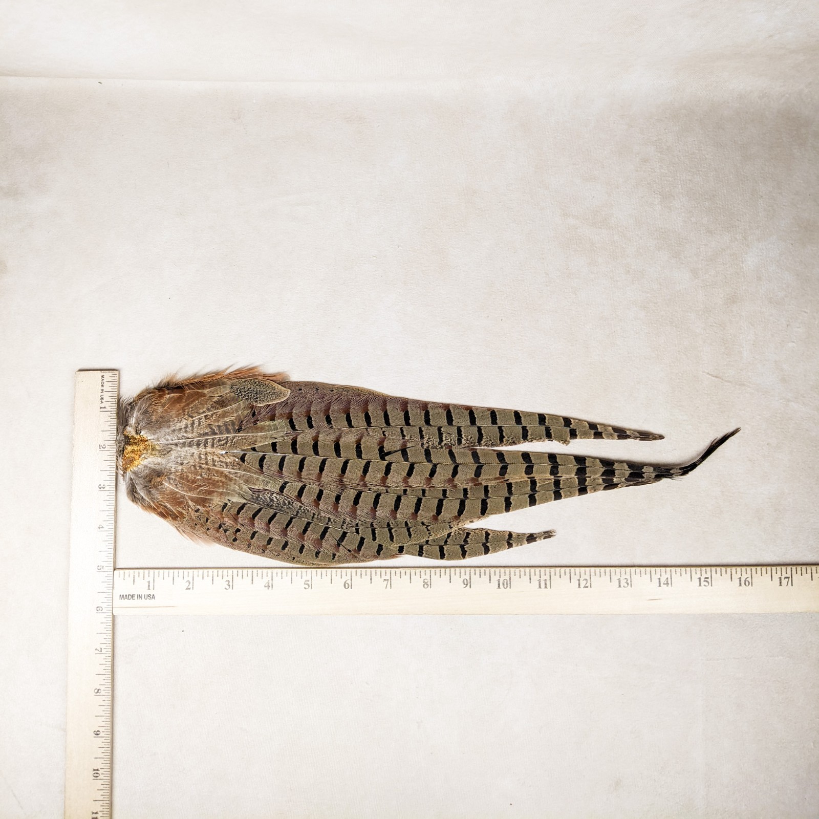 16+" RINGNECK PHEASANT Tail clump bird crafts feather Taxidermy Oddity Curiosity