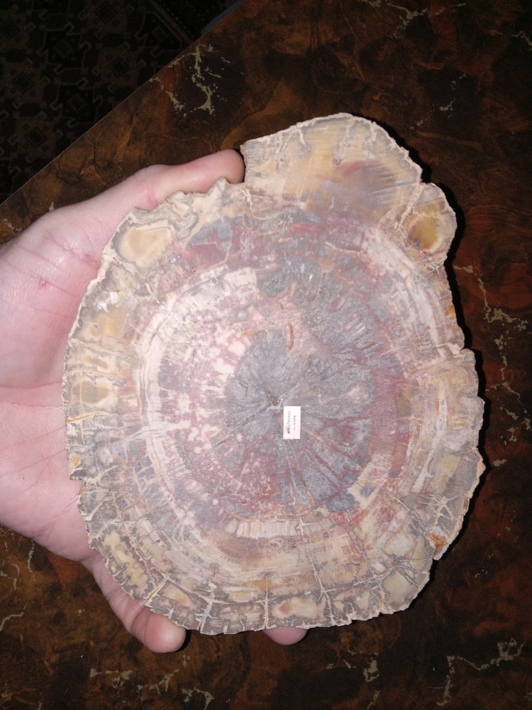 Petrified Wood from Madagascar