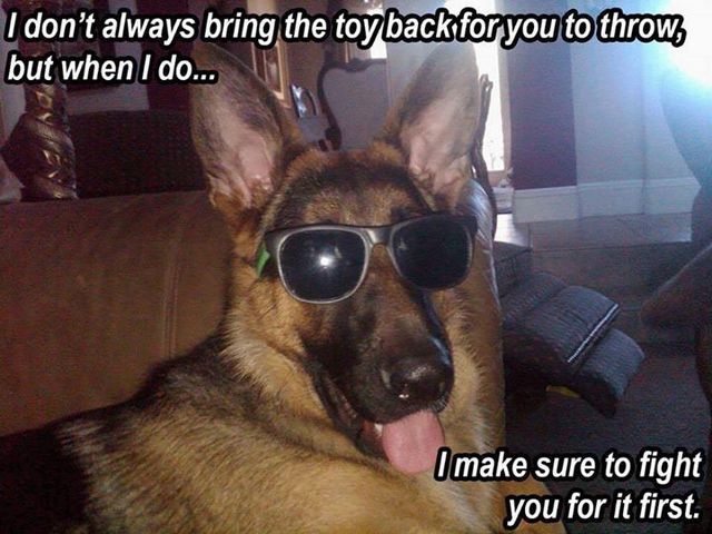 German Shepherd refrigerator magnet