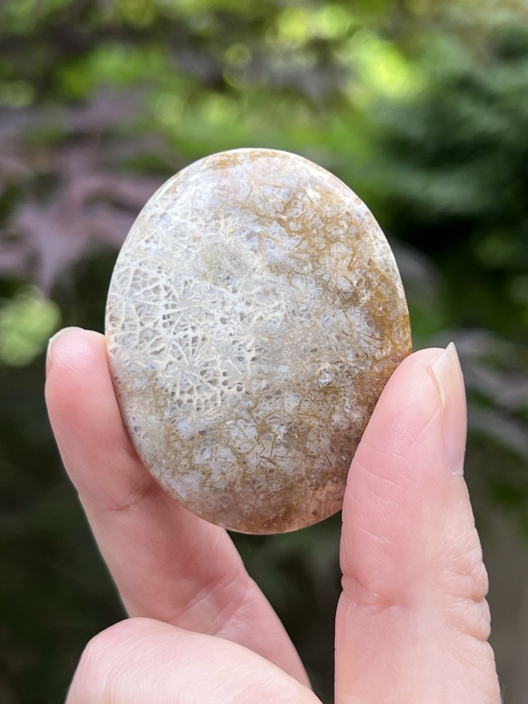 Fossilized Coral Crystal Palmstone AAA+ 37