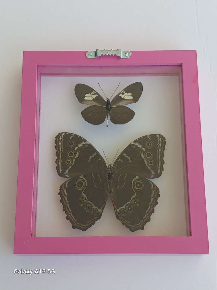 2 REAL BUTTERFLIES FRAMED MOUNTED DOUBLE GLASS