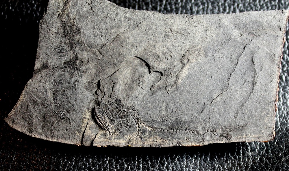 Eomyctophum sp - Oligocene fossil fish
