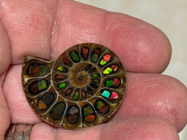 SPECTACULAR RARE,AMMOLITE(CANADA) INLAY IN FOSSIL AMMONITE(MADAGASCAR)SEE VIDEO!