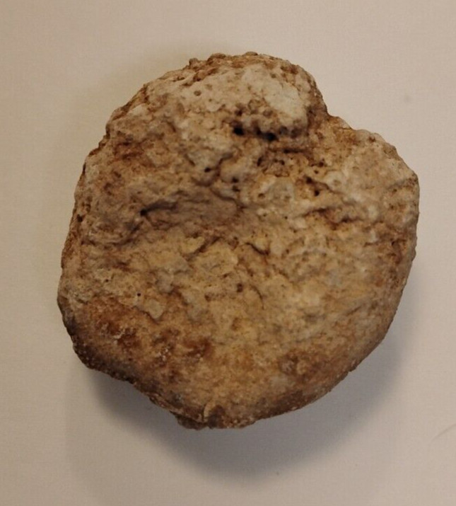 Fossil Sea Urchin With Information Sheet