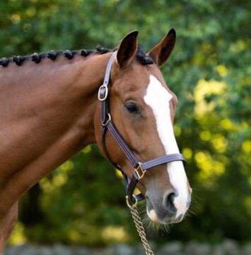 KL Select Black Oak Pine Halter