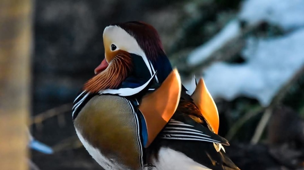 1 Regular SPLIT TO WHITE SINGLES Exotic Mandarin Duck Hatching Eggs PRESALE