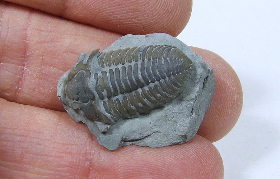 Flexicalymene Trilobite #24
