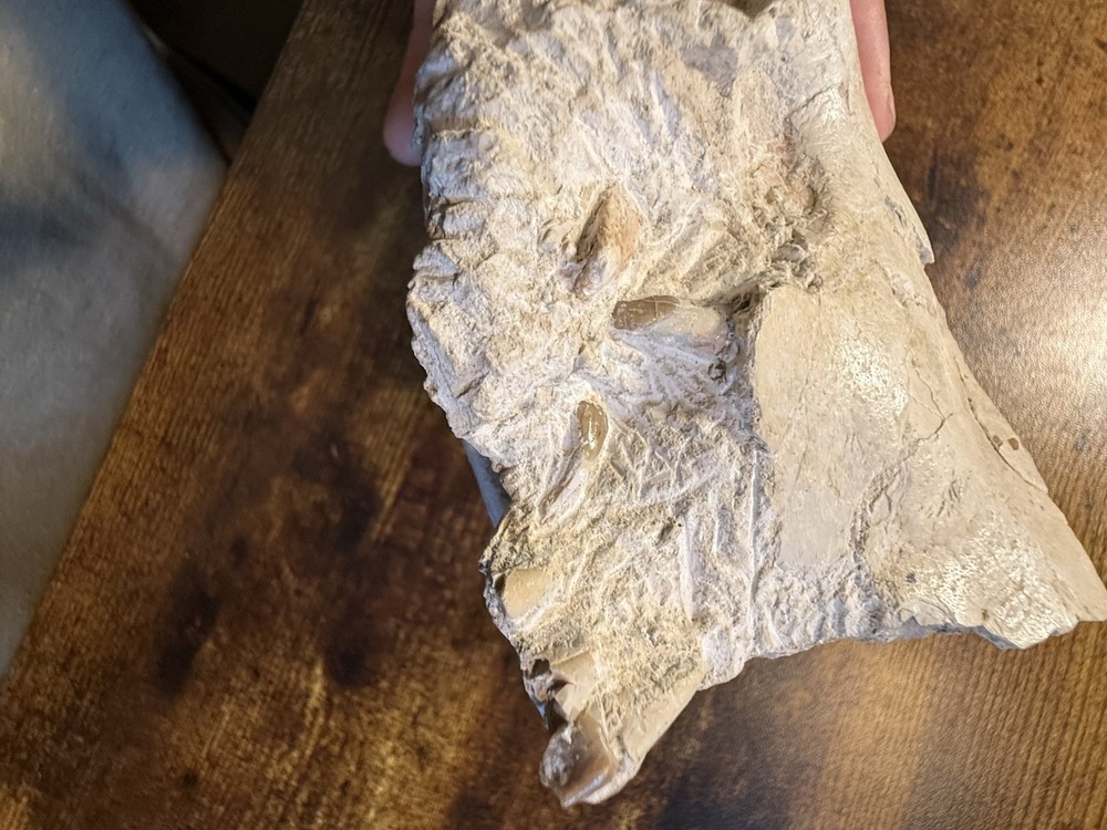 Oreodont Skull! White River Formation