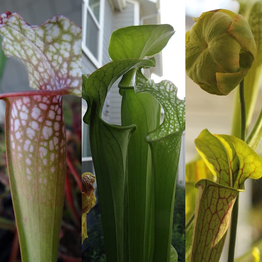 LIVE Carnivorous Pitcher Plant (Sarracenia) Beginner Friendly