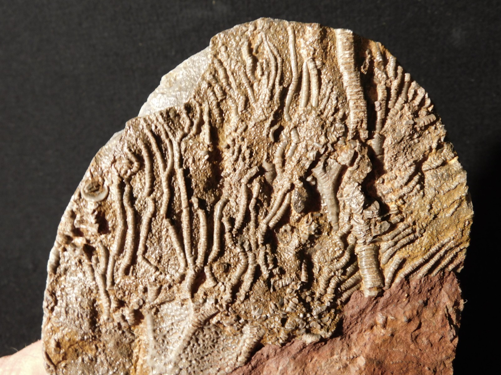 Larger! 430 Million Year Old! CRINOID Fossil or Sea LILY Fossil Morocco 601gr