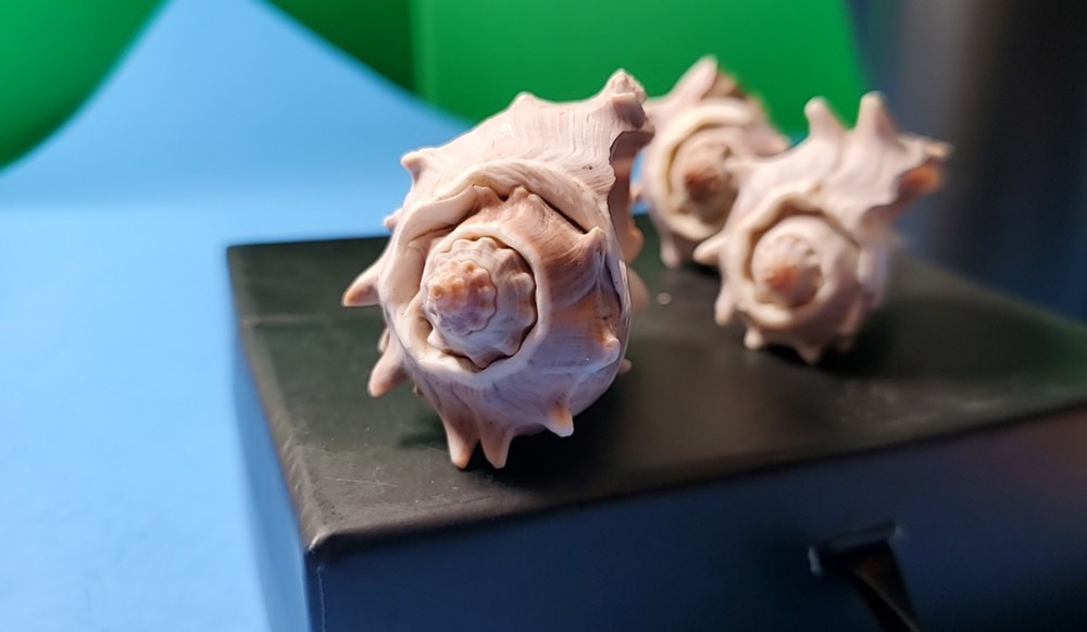 3-MELONGQUA BISPINOSA SEA SHELLS.