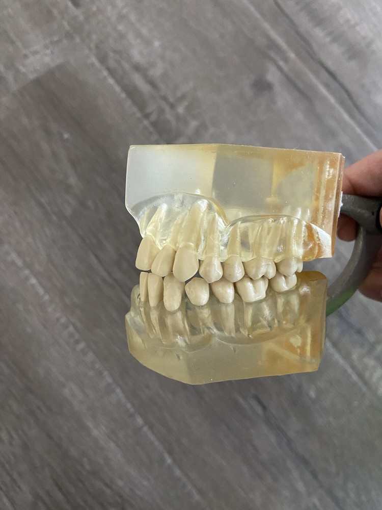 Quadrant Typodont Teeth Display