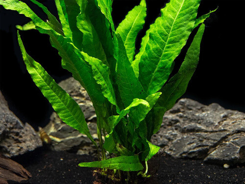 Java Fern Microsorum Pteropus Driftwood Live Aquarium Plants