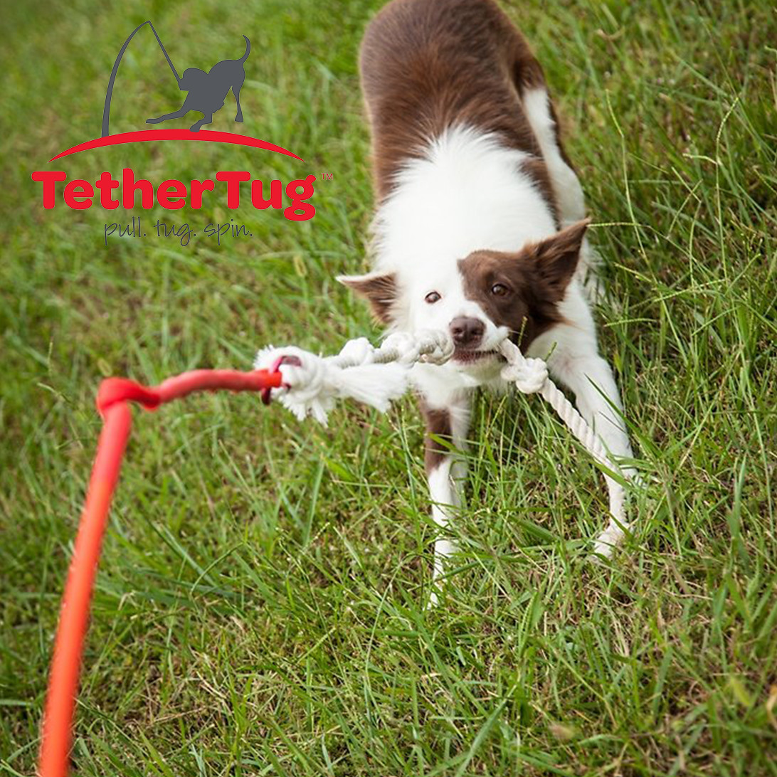 Tether Tug V2 Outdoor Dog Interactive Toy Tugging Pull Exercise 5-70 lbs and Up