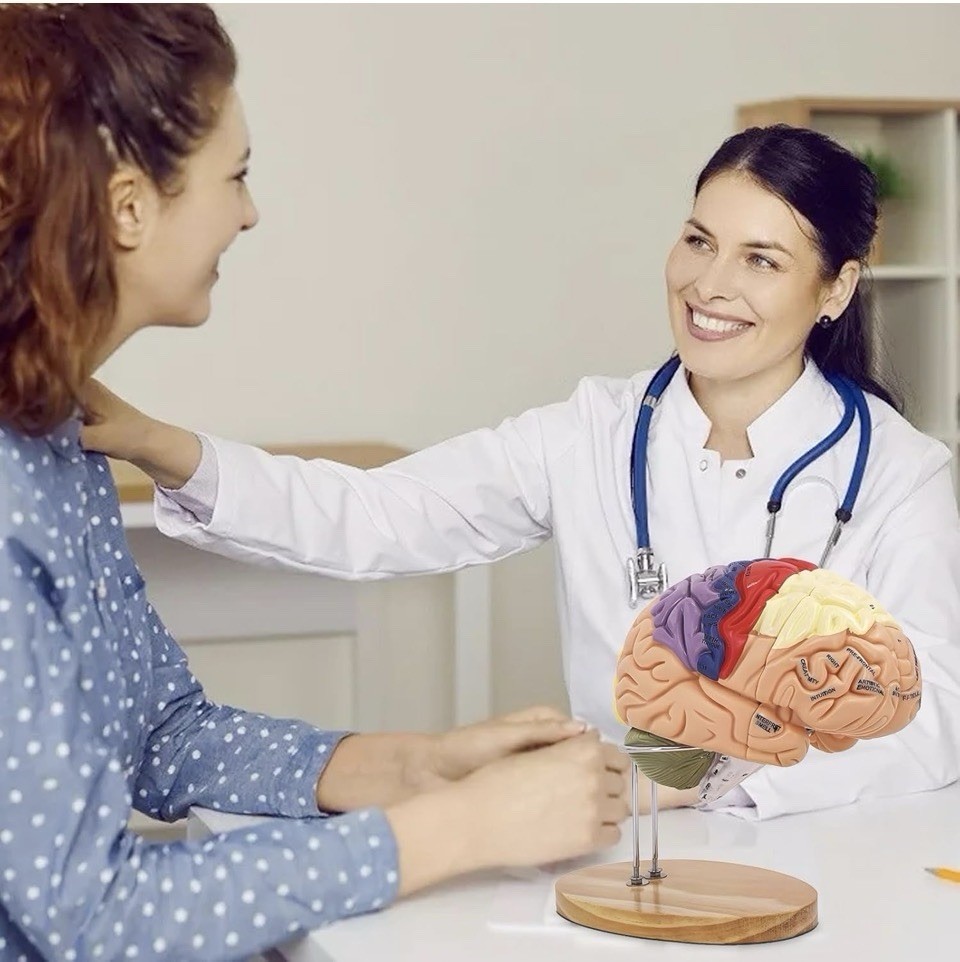 Brain Model 3D, 2 Times Enlargement 4-Part Human Brain Model with Functional ...
