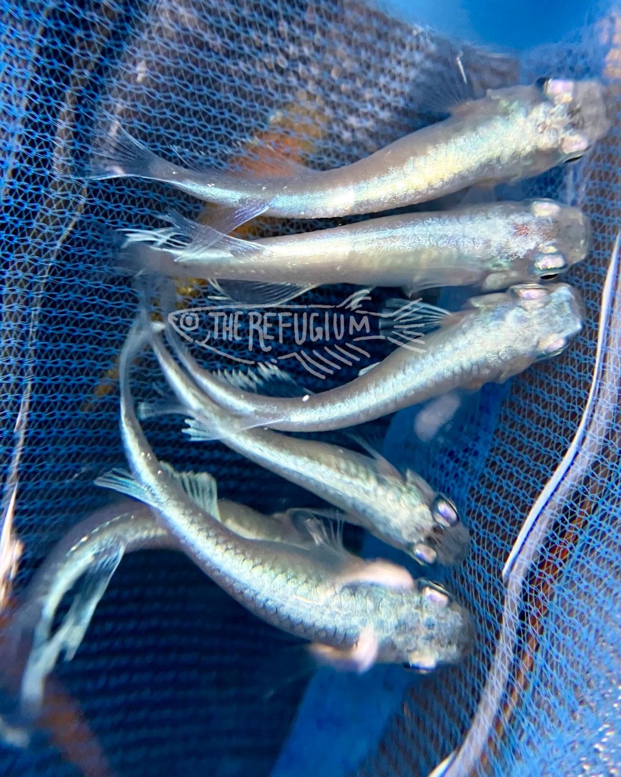 10+ fertilized hatching eggs assorted mystery medaka ricefish