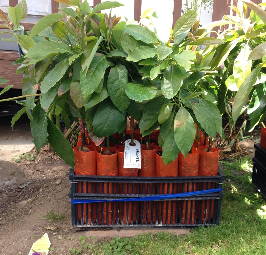 Fuerte Grafted Avocado Tree - Cold Hardy - Live Avocado Tree