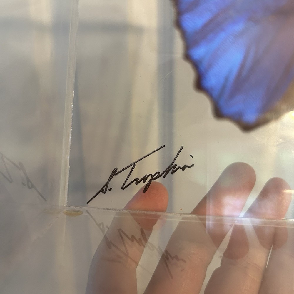 Sam Trophia Framed Acrylic Case Morpho Butterfly