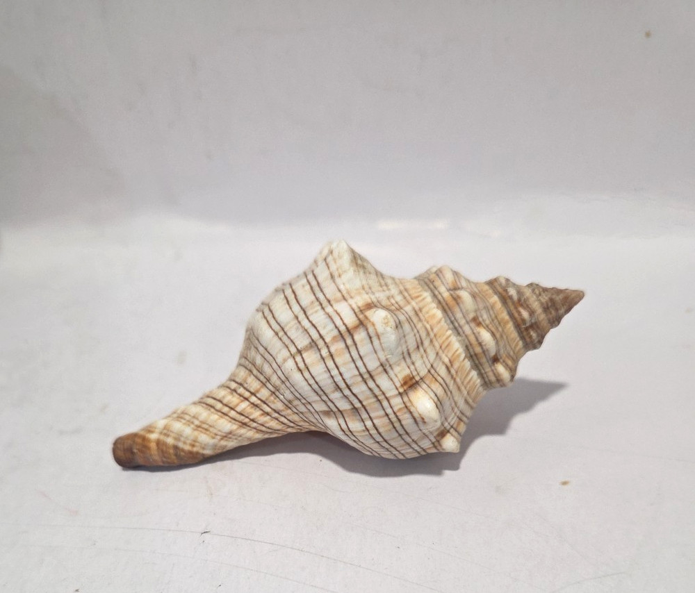 Striped Fox Conch Shell  3 5/8" - 93 mm