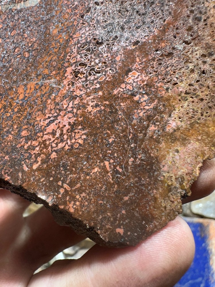 Dinosaur bone rough **hxtled end cut.