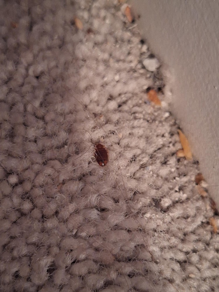 Satanists Need Your Help This Halloween Devil Demon Satan