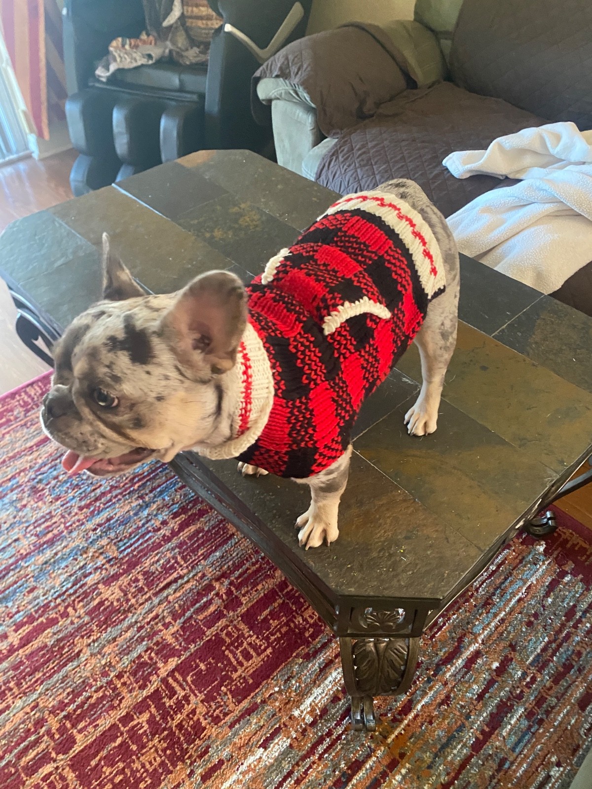 🐶 Hand Knit Wool Dog Sweater – Chilly Dog Brand – Size Small – Warm