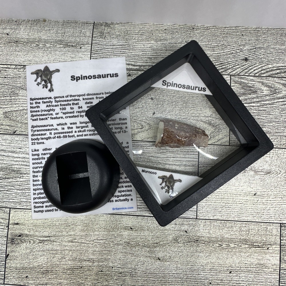 Spinosaurus Extinct Dinosaur Bone Fossil in Display Case