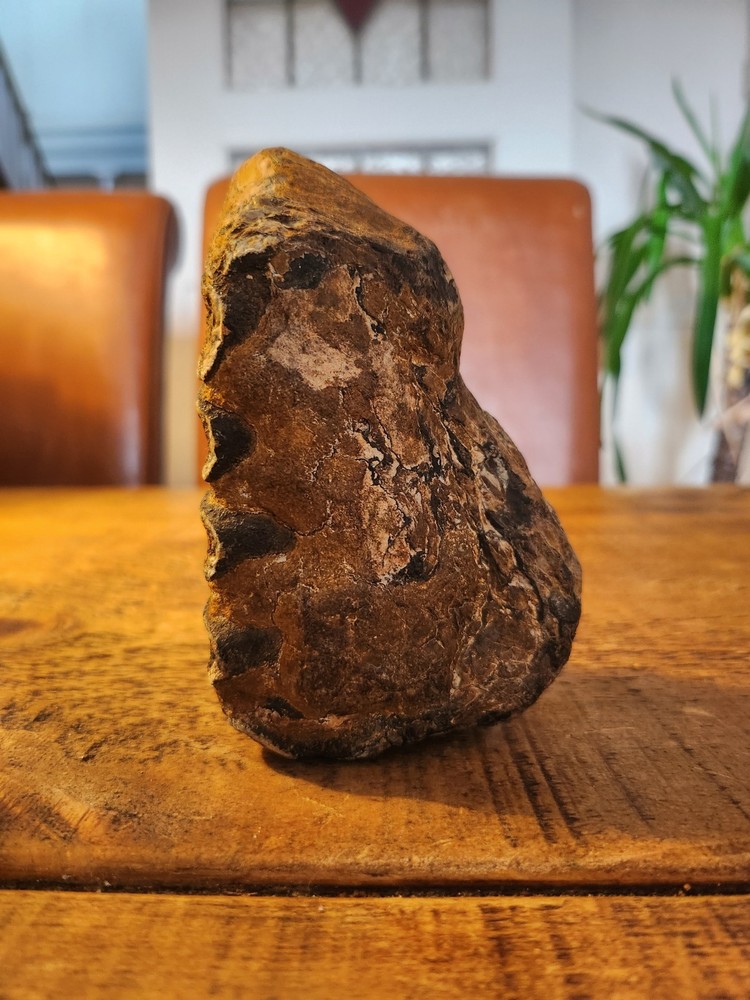 Fossilised tooth found in Happisbugh
