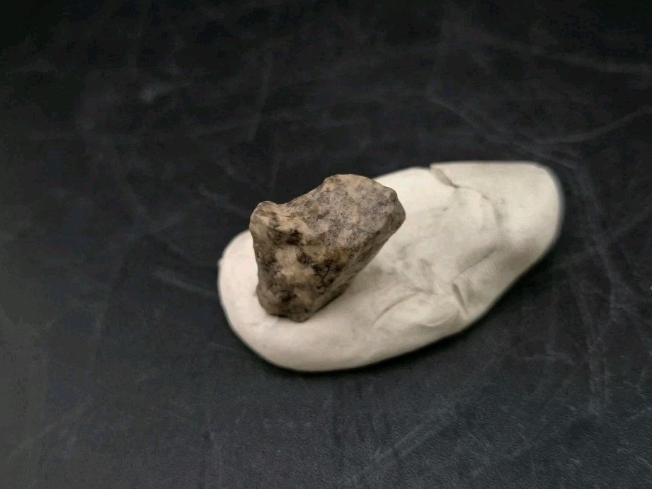 Fossil Dinosaur Permineralized Tooth T-rex 🦖