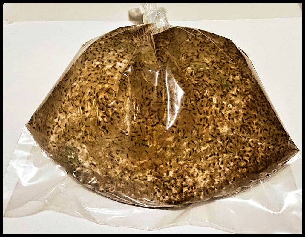 (Buy 2 Get 1 FREE) 500+ Live Daphnia Magna 500+ (FREE SHIPPING)