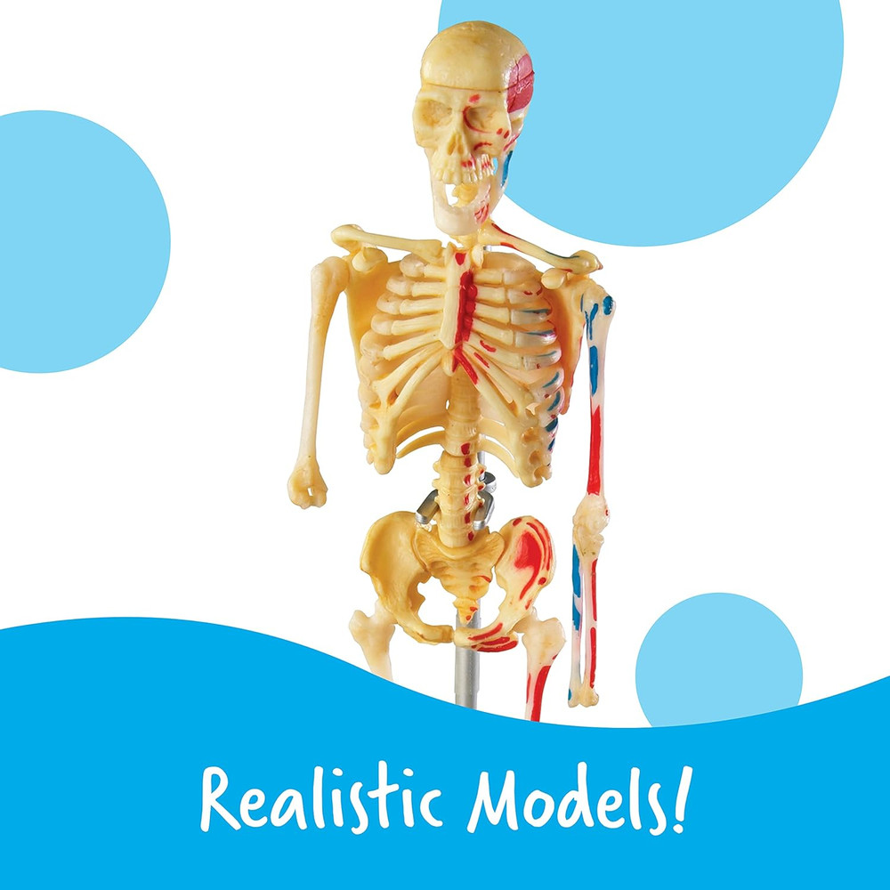 Anatomy Models Bundle Set - Skeleton and Physiology, Human Body Model , Science