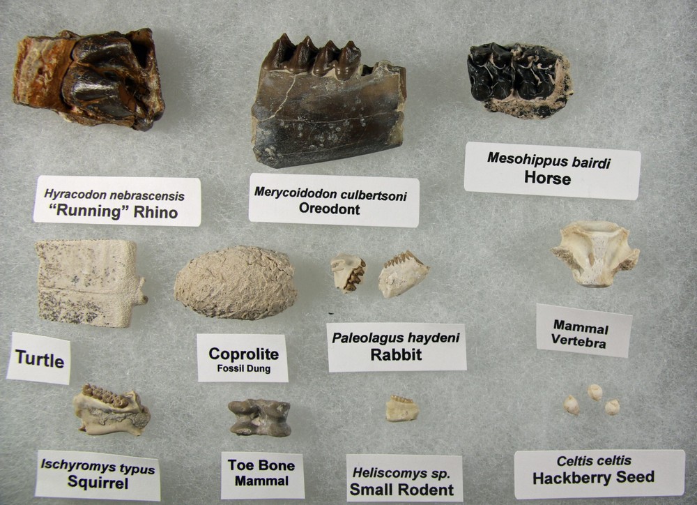Badlands Fossil Collection – Oligocene, 11 Different