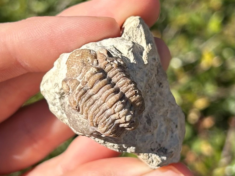 Oklahoma Fossil Trilobite Kainops invius Devonian Bug in Matrix