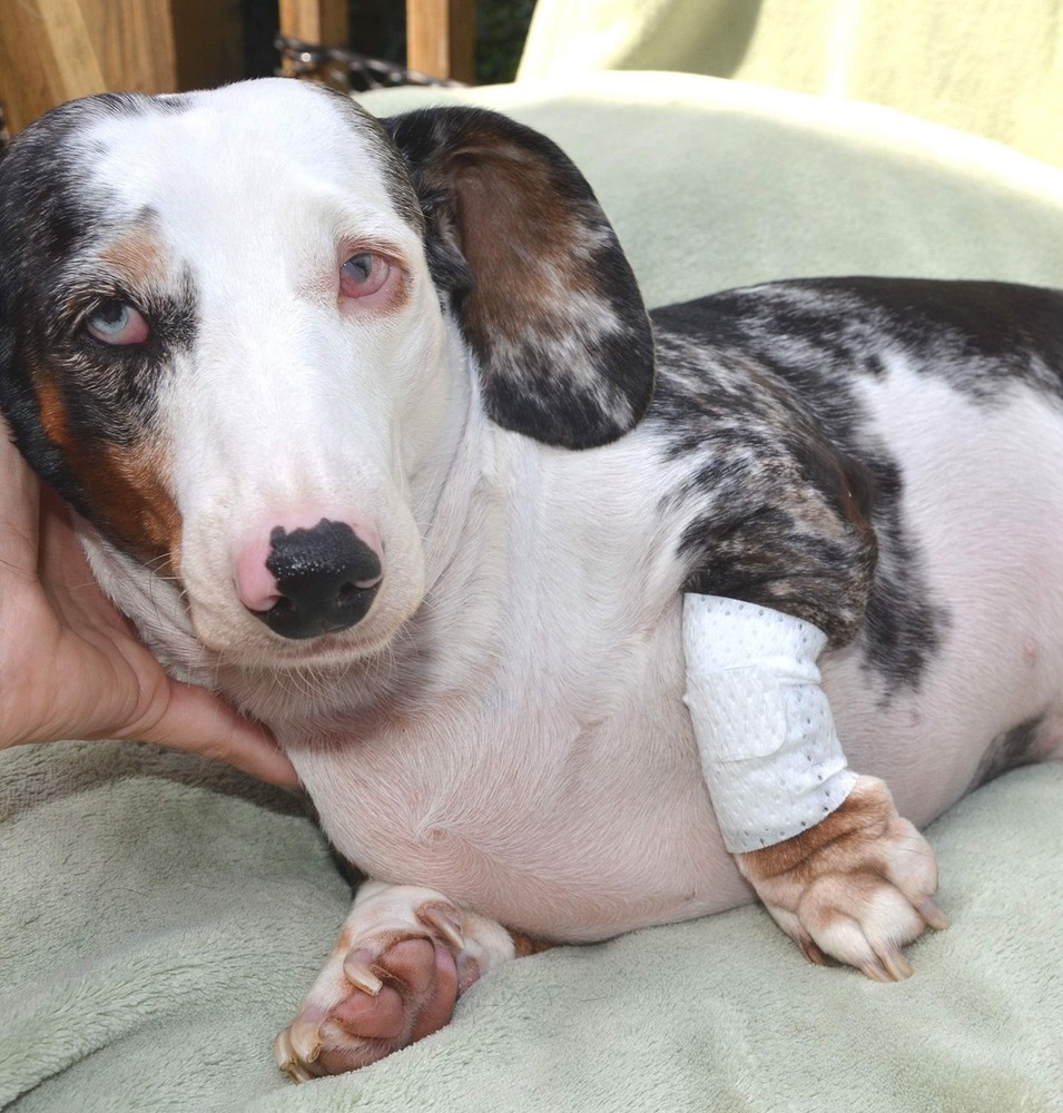 PawFlex Basic Pet Leg Bandages - Non-Adhesive, Adjustable, Non-Slip First Aid