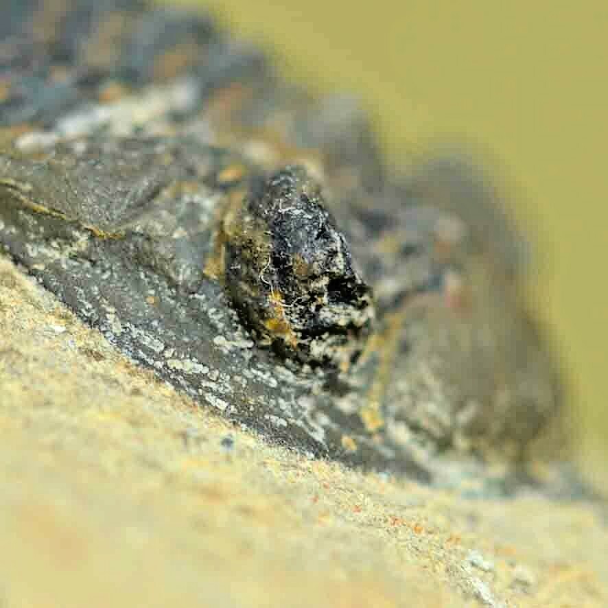 Trilobite Fossil, Cryphina sp (Pseudocryphaeus), from Morocco #2