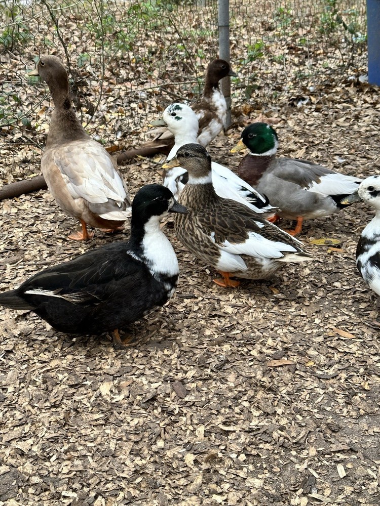 8+ Call Duck Hatching Eggs Assorted Colors