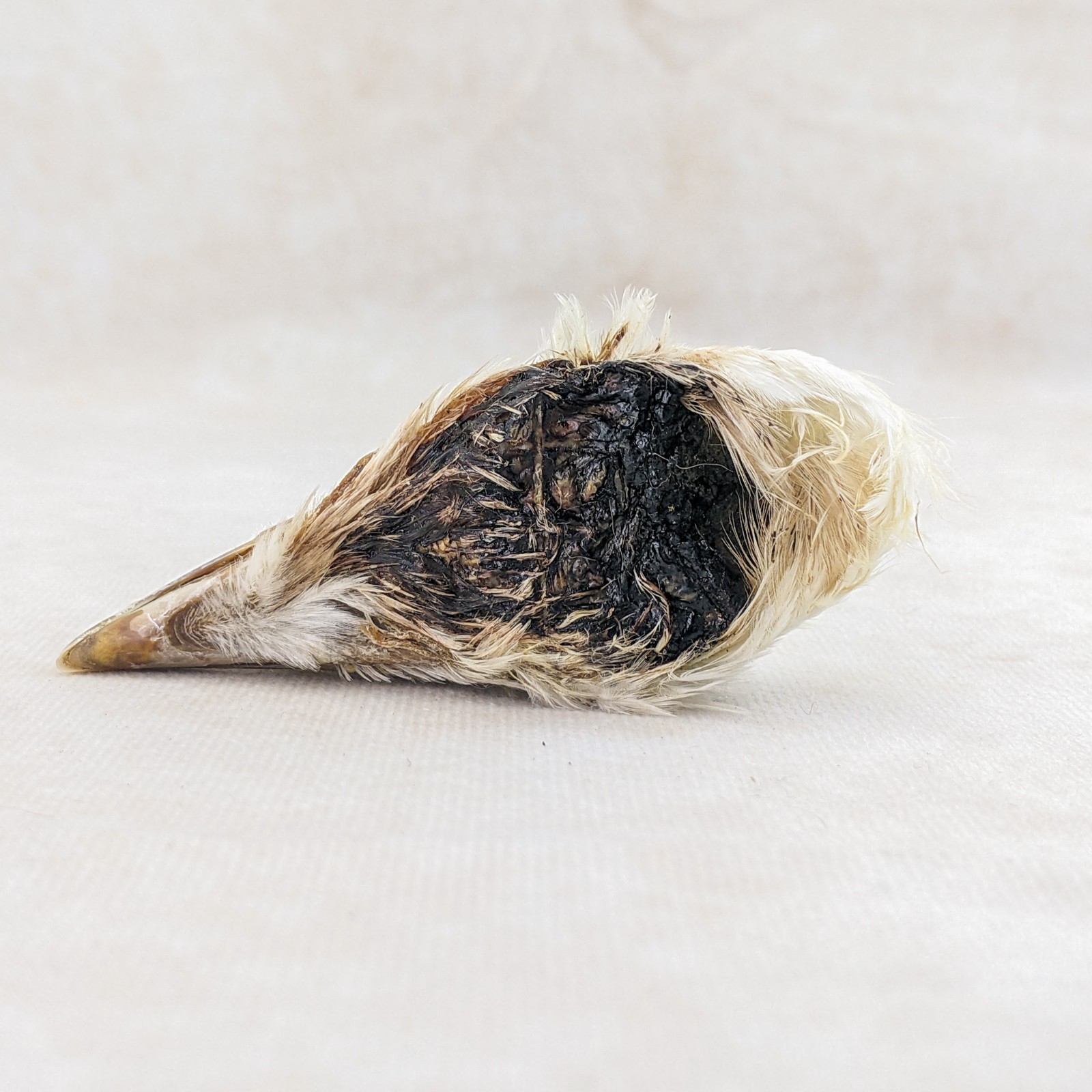 Chicken Rooster head Mount specimen crafts crafting Oddities Curiosities craft