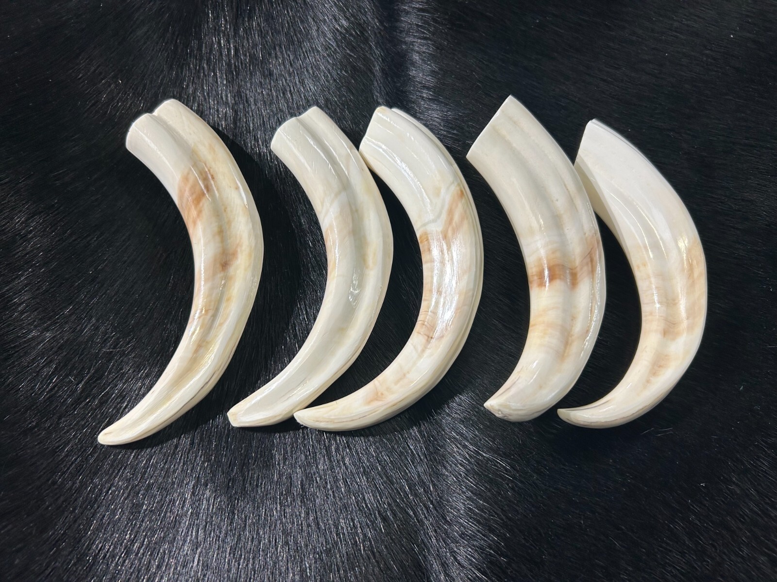 Warthog Tusk- 1 Genuine Polished Warthog Tusk - Average Size: 6 to 8 inches