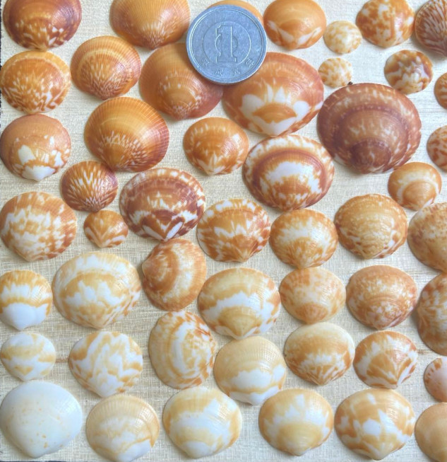 Shell from japan　Clams  very small to small